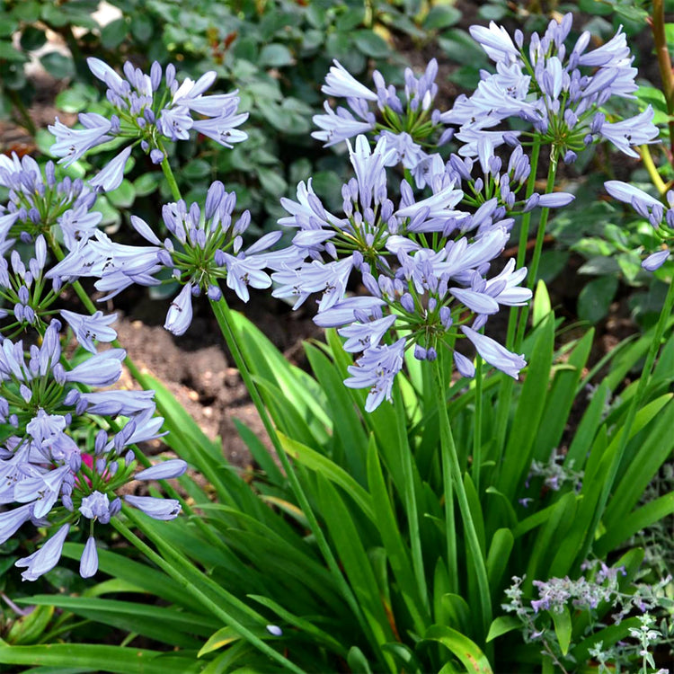 Agapanthus Africanus White | Extra Large Gallon Plants | Vibrant & Hardy Perennial, Lush, Ornamental Plant with Brilliant White Blooms, Ideal for Borders, Containers & Landscape Accents