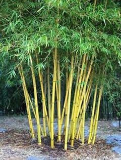 Graceful Bambusa Nutans Bongkhai Ever Bamboo | Large Gallon Size Plants | Fast-Growing Privacy Screen | Hardy & Lush Outdoor Greenery