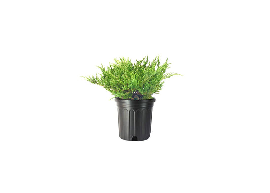 Green Sargent Juniper - Live Gallon Size Plants - Juniperus Chinensis - Drought Tolerant Cold Hardy Evergreen Groundcover