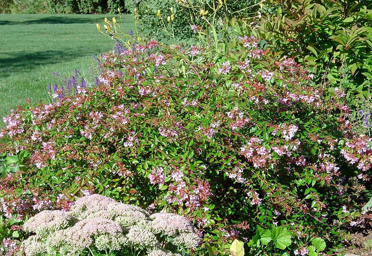 Abelia Grandiflora Edward Goucher - Live Plants - Flowering Deer Resistant Butterfly Attracting Shrub