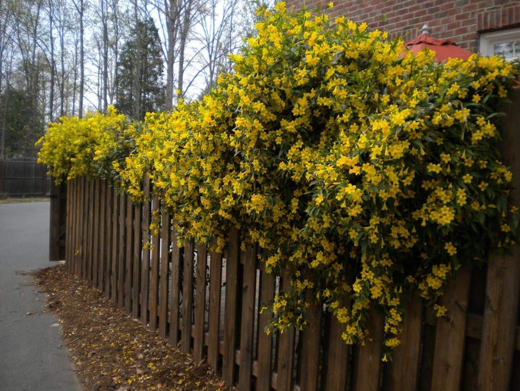 Carolina Jasmine | Live Plants | Gelsemium Sempervirens Jessamine | Fragrant Blooming Vine Foliage