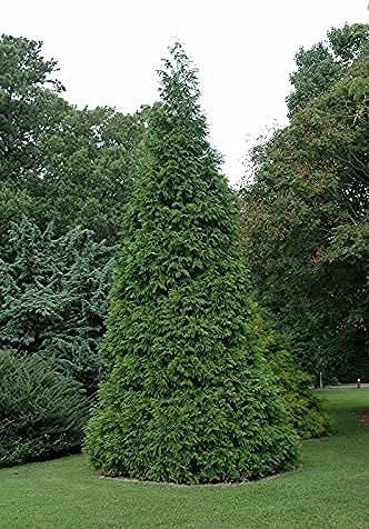 Green Giant Arborvitae | Live Gallon Tree | Thuja Plicata | Evergreen Privacy Screening Plants