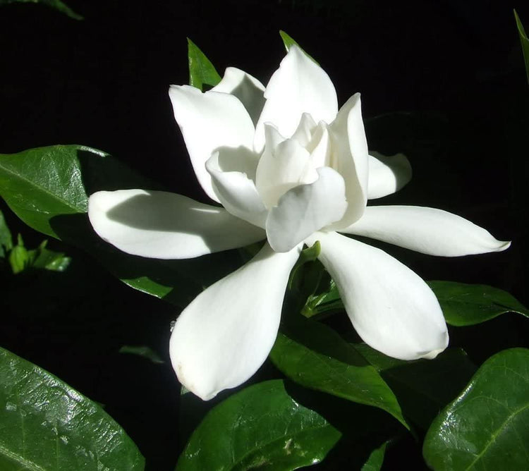 Gardenia Belmont | Live Plants | Jasminoides Cape Jasmine | Fragrant Blooming Ornamental Shrub