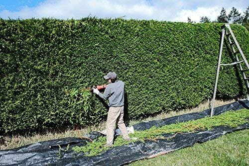 Thuja Plicata 'Green Giant' Arborvitae - Live Quart Size Plants - Evergreen Privacy Tree