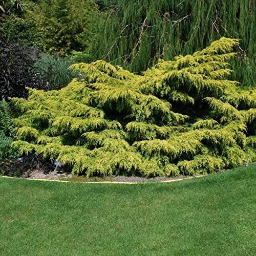 Old Gold Juniper - Live Plants - Juniperus Chinensis - Drought Tolerant Cold Hardy Evergreen Ground Cover