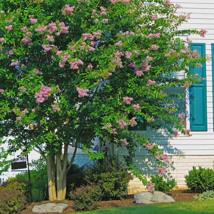 Crape Myrtle Muskogee | Live Plants | Lagerstroemia Indica | Beautiful Low Maintenance Lavender Blooming Tree