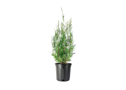 Wichita Blue Juniper | Live Gallon Size Trees | Juniperus Scopulorum | Evergreen Screening Hedging Plant