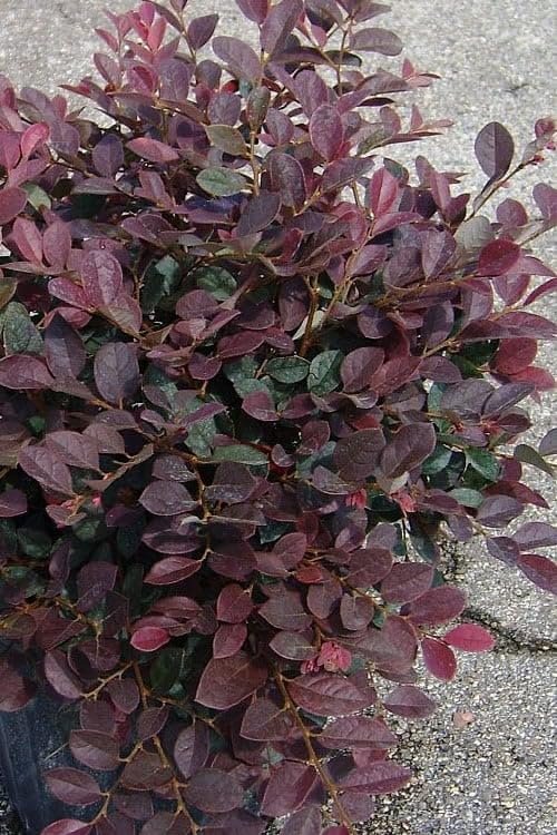 Loropetalum Ruby | Extra Large Gallon Plants | Loropetalum Chinense 'Ruby' | Vibrant Garden Addition | Easy-Grow Foliage