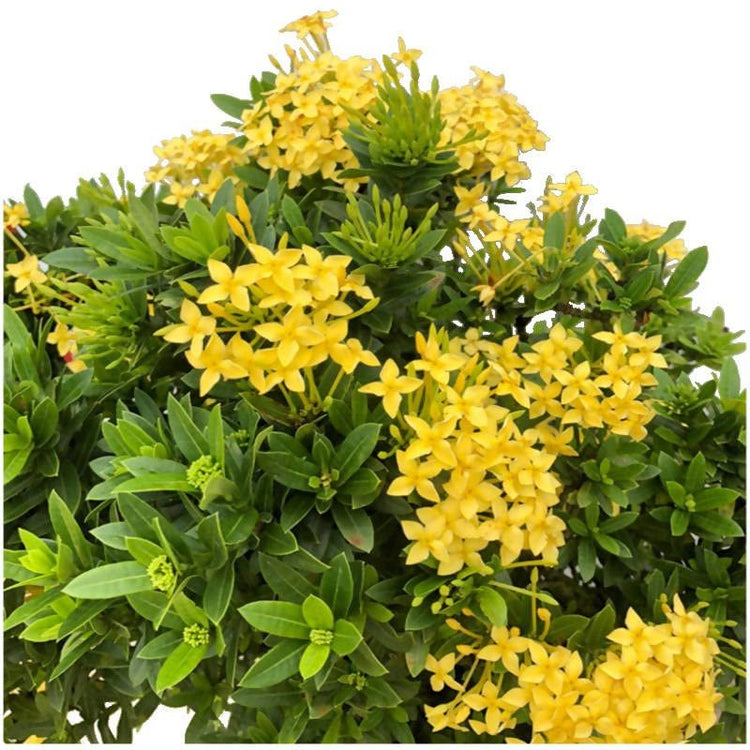 Ixora Maui Yellow | Live Plants | Beautiful Vibrant Blooming Butterfly Attracting Shrub | Coccinea Flame of The Woods Jungle Flame