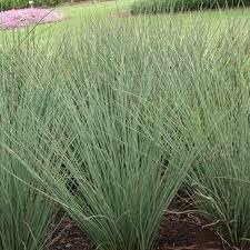 Rush Grass Blue Arrow | Extra Large 3 Gallon Plants | Juncus inflexus | Vibrant Landscape Accent | Hardy Garden Addition