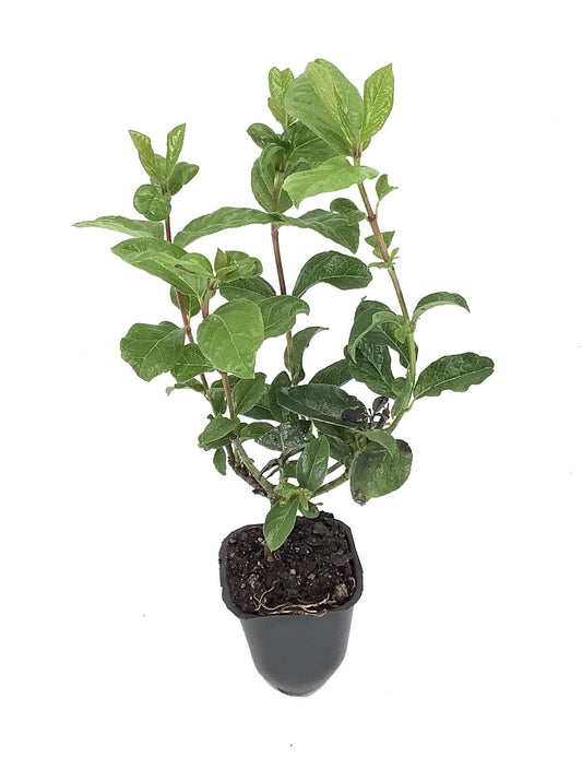 Spring Bouquet Viburnum - Live Plants - Tinus Laurustinus - Blooming Evergreen Shrub