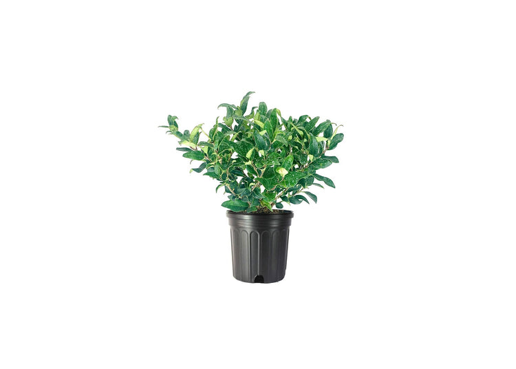 Curled Leaf Privet | Large Gallon Size Plants | Ligustrum Japonicum Recurvifolium | Evergreen Flowering Privacy Shrub Hedge