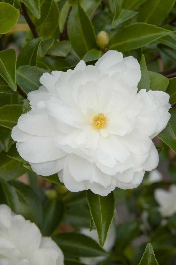 Camellia Sasanqua Mine-No-Yuki I Extra Large Gallon Plants I White Flowering Snow-White Blooms, Live Plant for Gardens & Landscapes, Winter Blooming Elegance for Year-Round Greenery