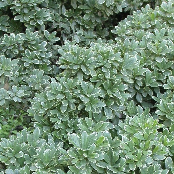 Pittosporum Variegated | Extra Large 3 Gallon Plants | Pittosporum Tobira 'Variegata' | Elegant Foliage | Low Maintenance