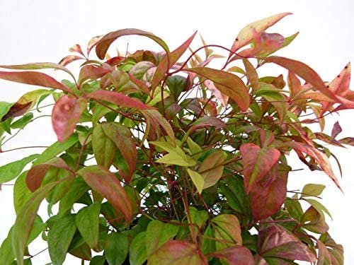 Firepower Heavenly Bamboo | Large Gallon Size Plants | Nandina Domestica | Brilliant Colorful Low Maintenance Foliage