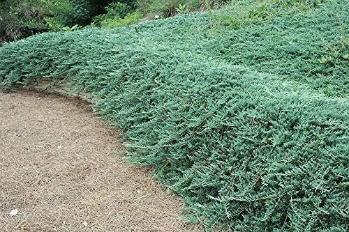 Bar Harbor Juniper | Live Inch Pot | Juniperus horizontalis 'Bar Harbor' | Perfect Lush Ground Cover & Landscape Accent | Drought Resistant & Low Maintenance