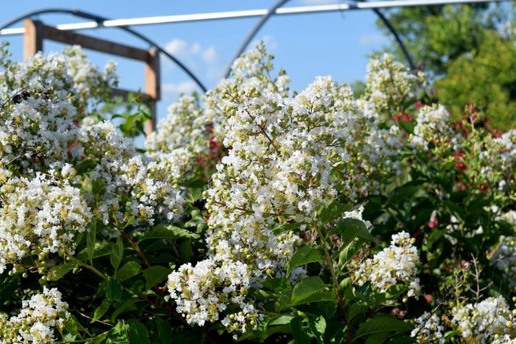 Crape Myrtle Natchez Plant | Large Gallon Size Pots | Lagerstroemia Indica | Ornamental Garden Flowering Tree | White Blooms