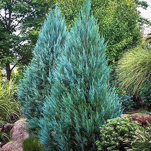 Blue Point Juniper | Large Gallon Trees | Juniperus Chinensis | Evergreen Screening Plants