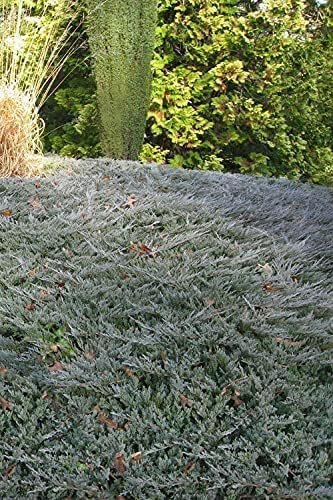 Bar Harbor Juniper | Live 4 Inch Pots | Juniperus horizontalis 'Bar Harbor' | Perfect Lush Ground Cover & Landscape Accent | Drought Resistant & Low Maintenance (1 Plant)