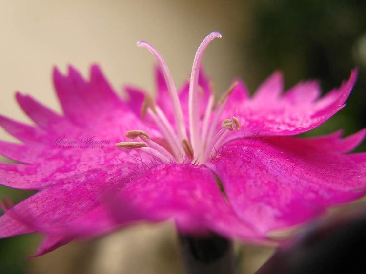 Firewitch Dianthus Plants | Live Seedlings | Dianthus Gratianopolitanus Firewitch | Perfect for Vibrant Colorful Gardens | Hardy & Fragrant (30 Plants)