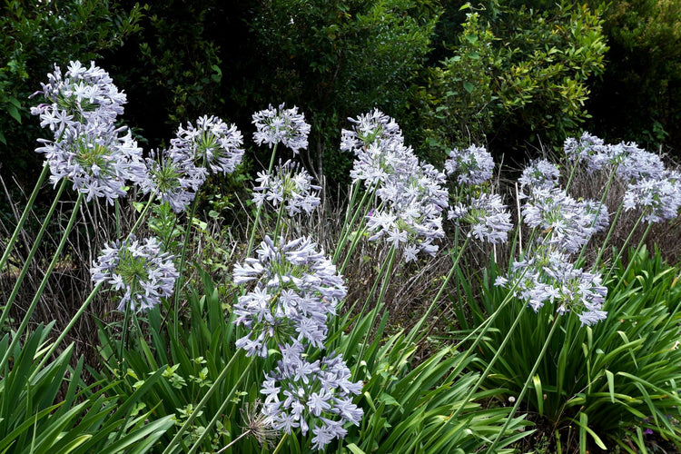 Agapanthus Africanus White | Extra Large 3 Gallon Plants | Vibrant & Hardy Perennial, Lush, Ornamental Plant with Brilliant White Blooms, Ideal for Borders, Containers & Landscape Accents