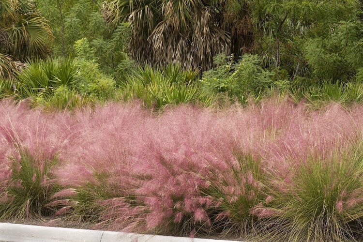 Muhly Grass | Live Quart Size Plants | Muhlenbergia capillaris | Ideal for Natural Landscaping | Easy-Care & Drought Tolerant | Beautiful Pink Plumes