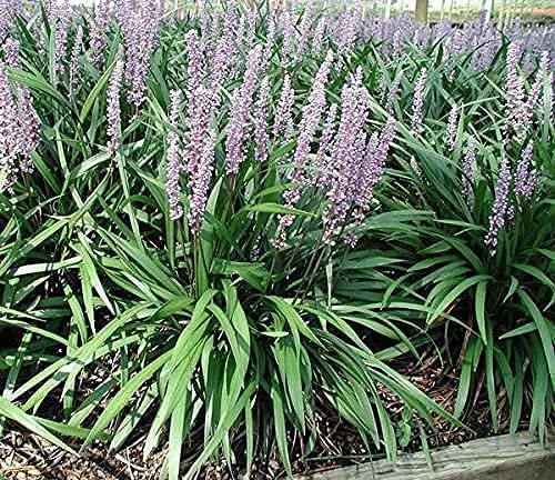 Liriope Emerald Goddess Muscari | Large Gallon Size Plants | Live Drought Tolerant Low Maintenance Evergreen Groundcover Grass