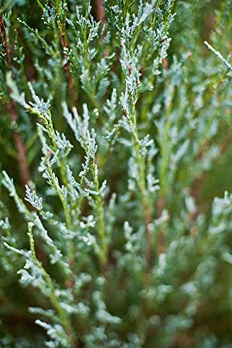 Skyrocket Juniper - Live Inch Pots - Juniperus Scopulorum - Formal Upright Evergreen Tree