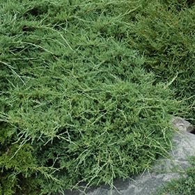 Seaspray Juniper | Extra Large Gallon Plant | Elegant & Hardy Evergreen Shrub, Ideal for Ground Cover, Landscaping, Topiaries & Bonsai, Vibrant, Low-Maintenance & Drought-Resistant