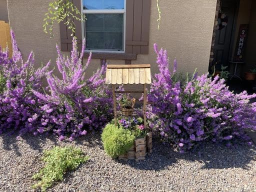 Texas Sage | Extra Large 3 Gallon Plants | Leucophyllum frutescens | Drought Tolerant | Low Maintenance Landscaping