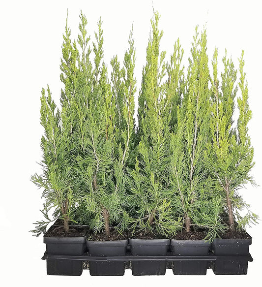 Spartan Juniper - Juniperus Chinensis - Live inch Container Trees - Evergreen Privacy Screening Plants