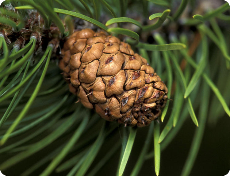 Loblolly Pine Tree | Large Gallon Size Pots | Pinus Taeda | Fast-Growing Evergreen | Shade Tree Plants