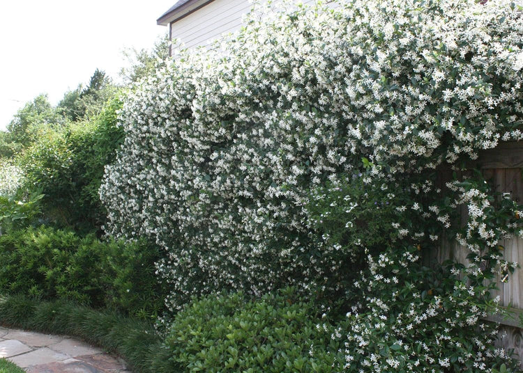 Star Jasmine | Extra Large Gallon Plant | Trachelospermum Jasminoides | Fragrant Climbing Vine | Ideal for Trellises and Arbors