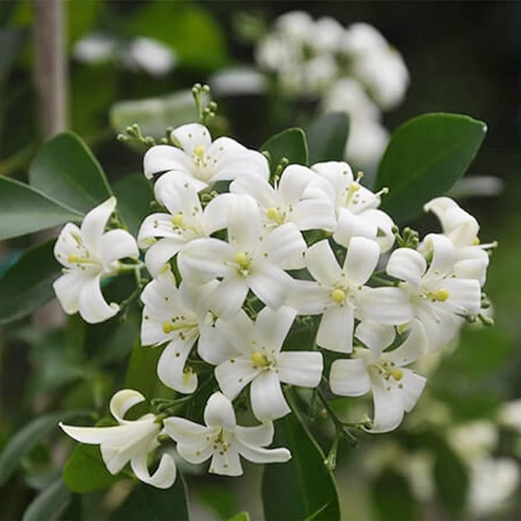 Night Blooming Jasmine | Extra Large 3 Gallon Plant | Cestrum nocturnum | Heavenly Scented Shrub | Ideal for Evening Gardens