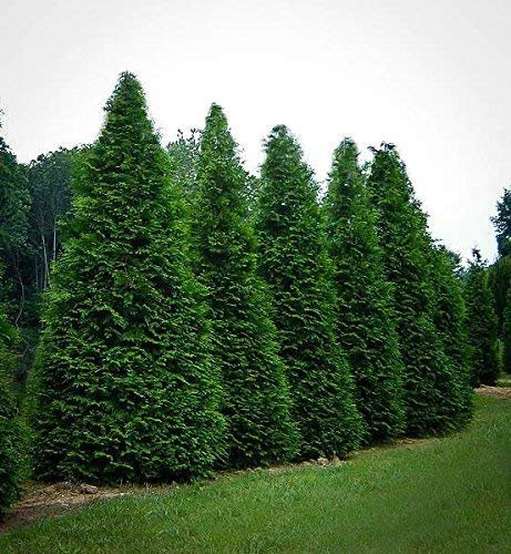 Thuja 'Green Giant' Arborvitae - Feet Tall - Live Evergreen Privacy Tree