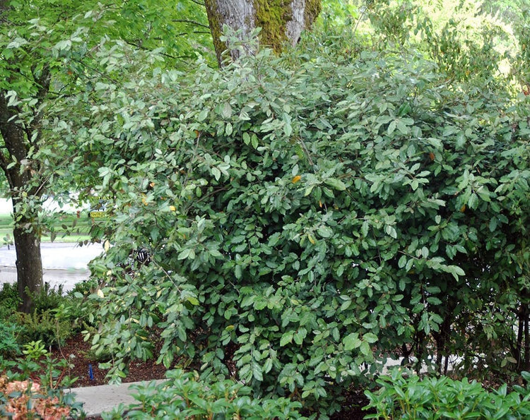 Elaeagnus Pungens I Large Gallon Size Plant I Thorny Olive I Hardy Evergreen Shrub with Fragrant Blooms, Perfect for Hedges, Screening & Ornamental Garden Display