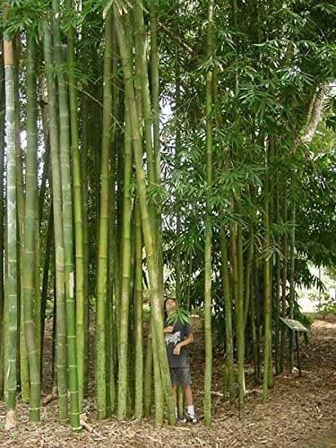 Oldhamii Bamboo | Live Plants | Bambusa Oldhamii | Privacy Screen Bamboo | Fast-Growing Garden Foliage | Tall Decorative Landscape Specimen