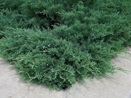 Blue Sargent Juniper - Live Plants - Juniperus Chinensis - Drought Tolerant Cold Hardy Evergreen Ground Cover