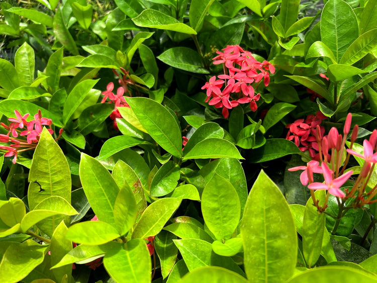 Nora Grant Ixora Plant | Live Plants | Vibrant Pink Blooms | Tropical Flowering Shrub | Ideal for Landscapes & Gardens | Lush Decorative Foliage | Ixora coccinea