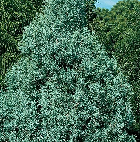 Carolina Sapphire Cypress Tree | Large Gallon Size Plants | Beautiful Evergreen Low Maintenance Cold Hardy Privacy Screen