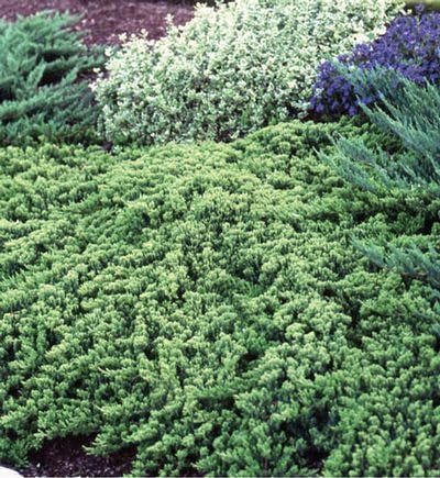 Procumbens Nana Juniper | Extra Large Gallon Plants | Lush, Low-Growing Evergreen, Ideal for Ground Cover, Bonsai, Topiary, and Landscape Design, Hardy & Drought Resistant