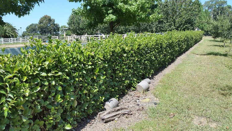 Sweet Viburnum Odoratissimum - Live Plants - Evergreen Privacy Hedge