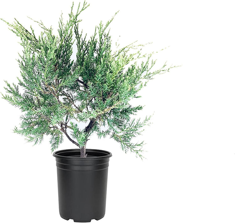 Blue Pfitzer Juniper | Live 4 Inch Pots | Juniperus Chinensis | Drought Tolerant Cold Hardy Evergreen Groundcover Plants