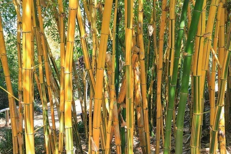 Golden Hawaiian Bamboo | Live Plants | Bambusa Vulgaris Vittata | Beautiful Rare Unique Specimen | Non-Invasive Clumping Bamboo Privacy Screen