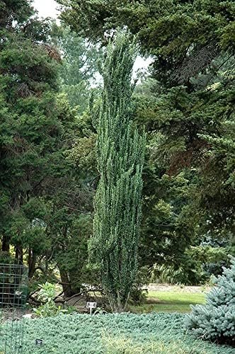 Sky Pencil Holly | Extra Large 3 Gallon Plants | Ilex crenata 'Sky Pencil' | Unique Vertical Garden Accent | Ideal for Tight Spaces