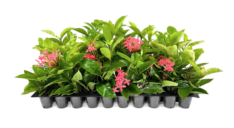 Nora Grant Ixora Plant | Live Plants | Vibrant Pink Blooms | Tropical Flowering Shrub | Ideal for Landscapes & Gardens | Lush Decorative Foliage | Ixora coccinea