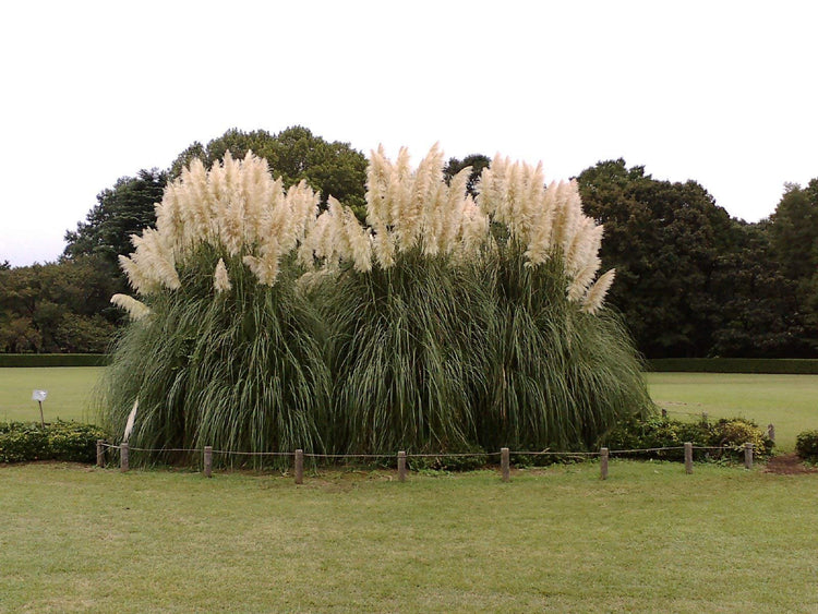 Pampas Grass | Live Plants | Cortaderia Selloana | Beautiful Blooming Screening Ornamental Foliage