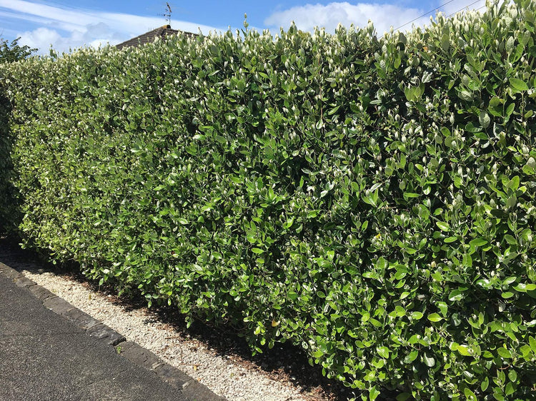 Pineapple Guava Plant - Live Inch Plants - Feijoa Sellowiana - Edible Flowers and Fruit