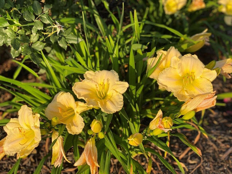 Daylily Yangtze | Live Inch Pots | Hemerocallis Plants | Beautiful Low Maintenance Blooming Groundcover