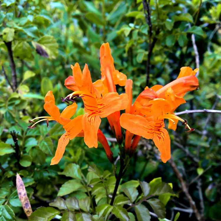 Florida Foliage Cape Honeysuckle | Live Plants | Tecomaria Capensis | Birds & Butterfly Attracting Versatile Shrub